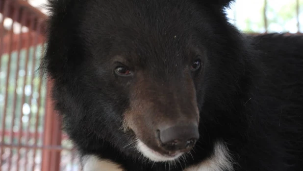 Гималайский медведь.