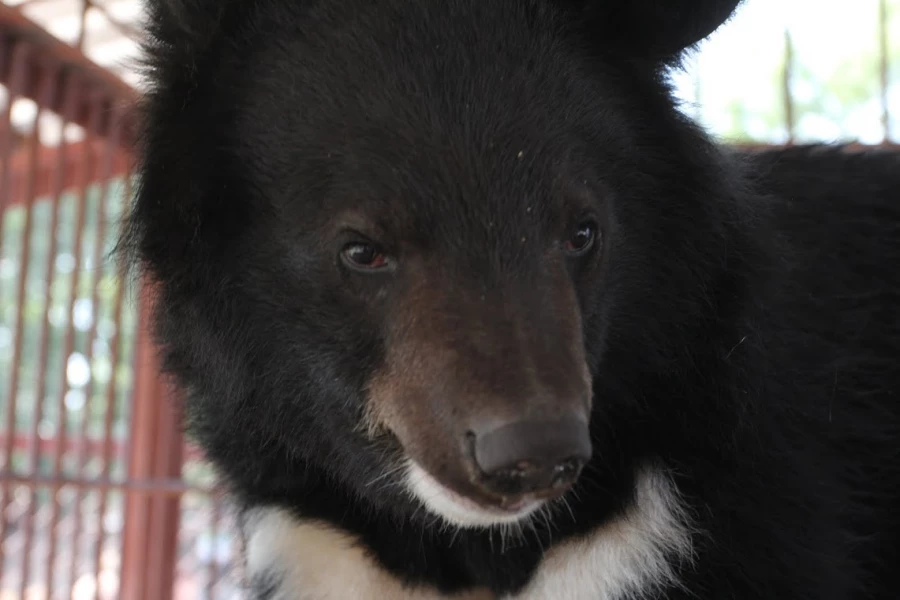 Гималайский медведь.