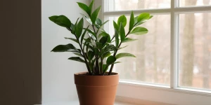 Растения. Домашние цветы. 