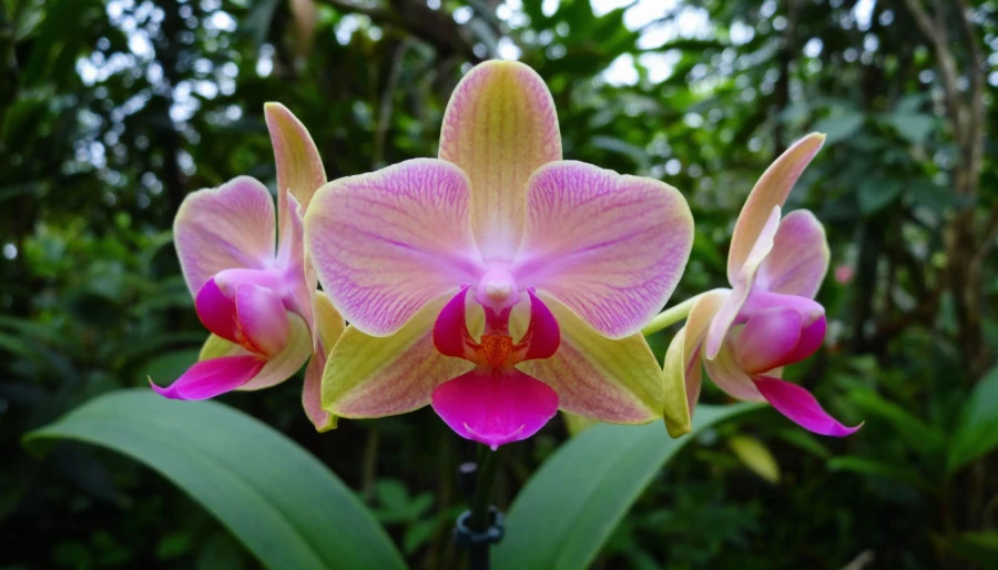 Растения. Домашние цветы. 