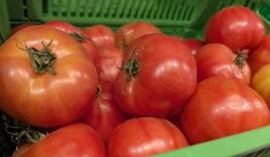 Помидоры.