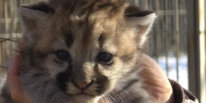 Котенок Саян из Барнаульского зоопарка.