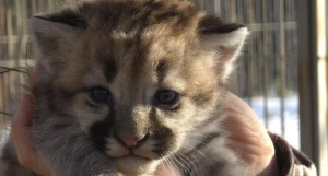 Котенок Саян из Барнаульского зоопарка.
