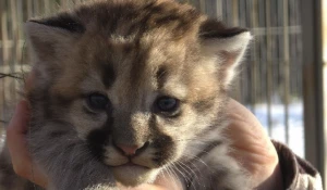 Котенок Саян из Барнаульского зоопарка.