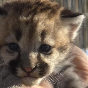 Котенок Саян из Барнаульского зоопарка.