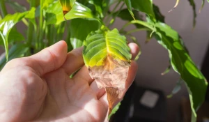 Сухие листья растений.