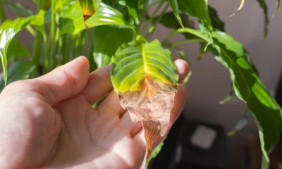 Почему сохнут кончики листьев домашних растений  