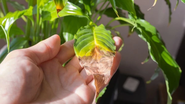 Сухие листья растений.