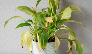 Сухие листья растений.