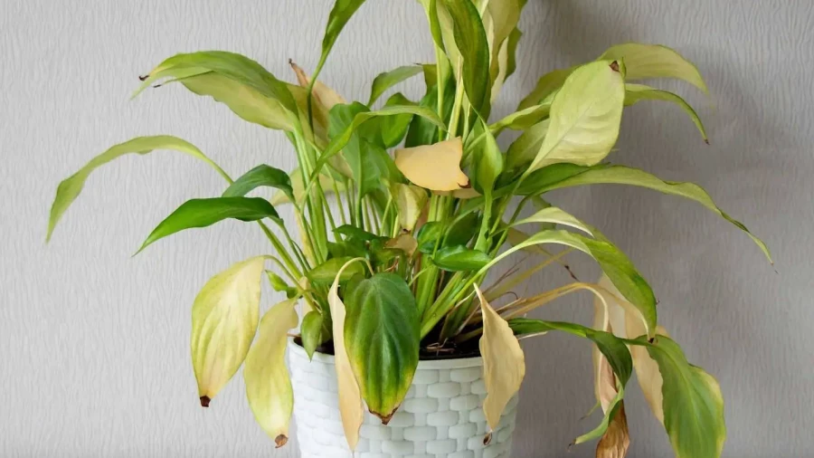 Сухие листья растений.