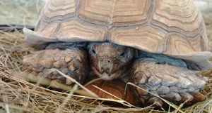 Шпороносные черепахи