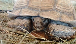 Шпороносные черепахи