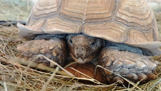 Шпороносные черепахи