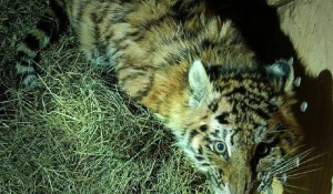 Тигренок-сирота