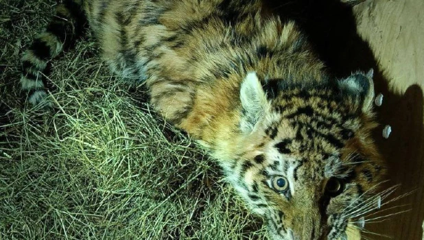 Тигренок-сирота