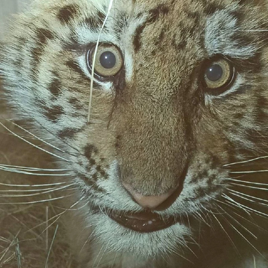 Тигренок-сирота