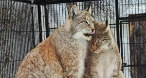 Рыси в Барнаульском зоопарке.