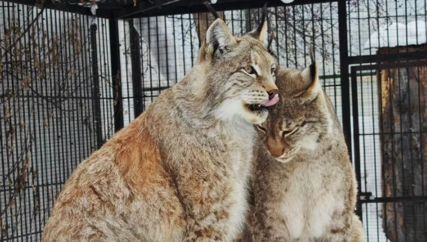 Рыси в Барнаульском зоопарке.