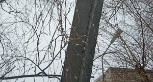 Верба в феврале.