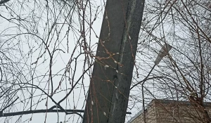 Верба в феврале.