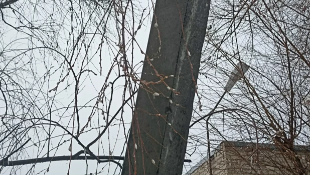 Верба в феврале.