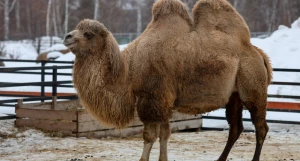 Верблюды в Барнауле.