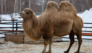 Верблюды в Барнауле.