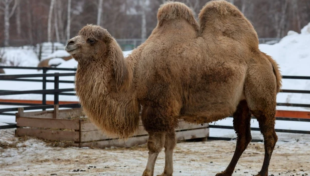 Верблюды в Барнауле.