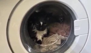 Кот в стиральной машинке.