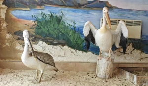 Кудрявый пеликан в барнаульском зоопарке.