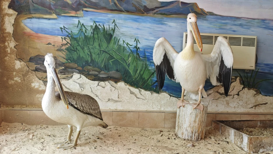 Кудрявый пеликан в барнаульском зоопарке.