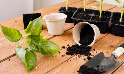 Как улучшить покупной грунт для рассады