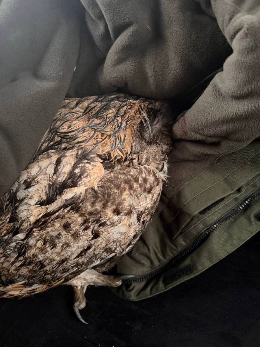 Филин Алтай.