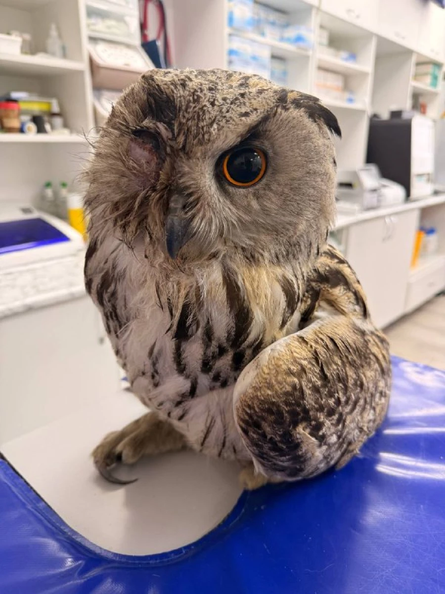 Филин Алтай.