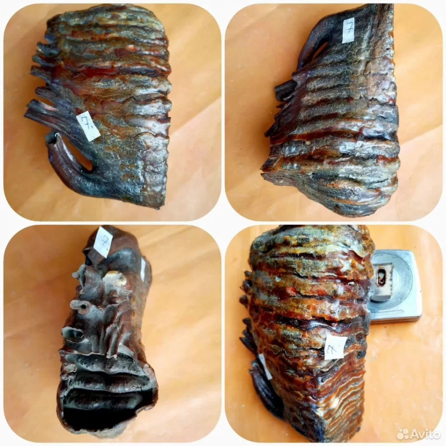 Зубы мамонта