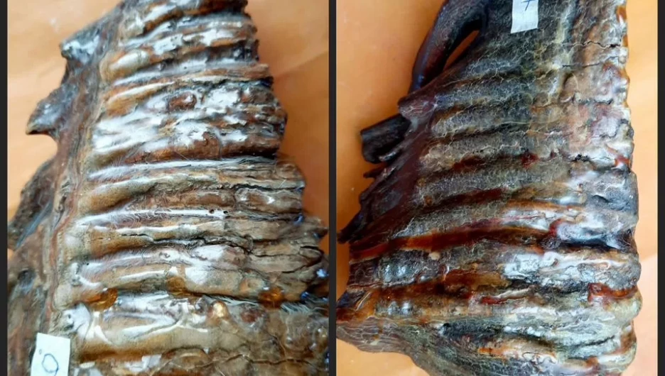 Зубы мамонта