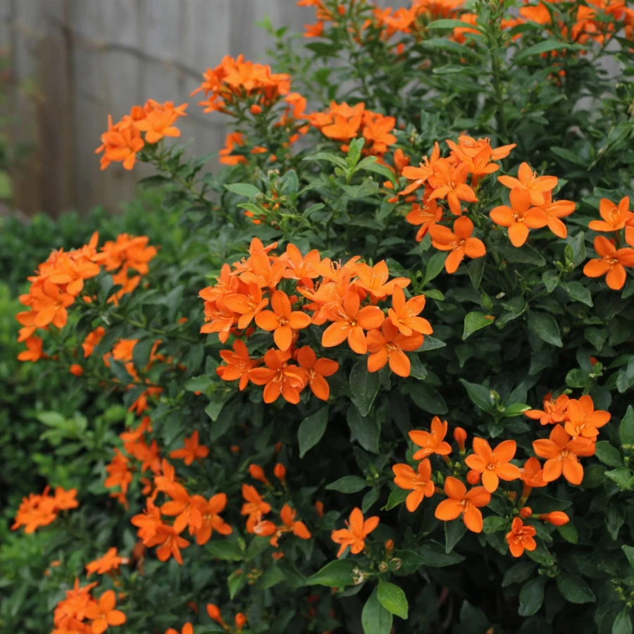 Муррайя метельчатая («апельсиновый жасмин»)