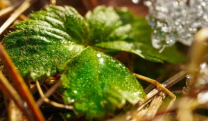 Цветение травы на Алтае.