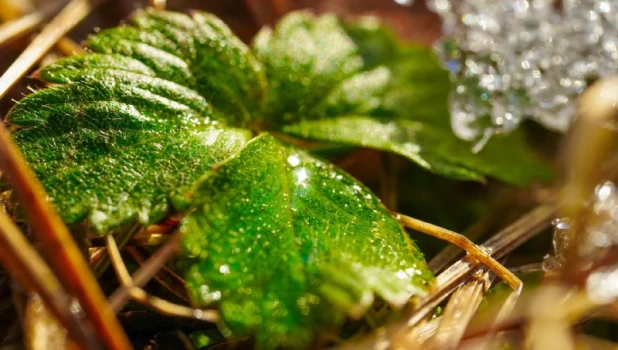 Цветение травы на Алтае.