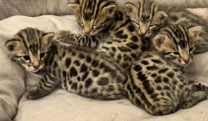 Бенгальские котята