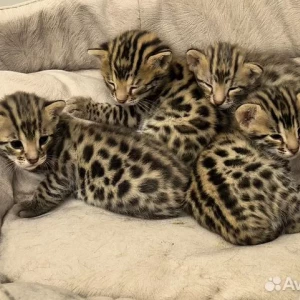 Бенгальские котята