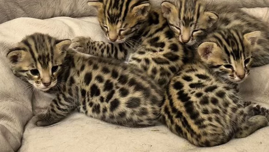 Бенгальские котята