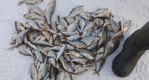 Рыбалка на Алтае.