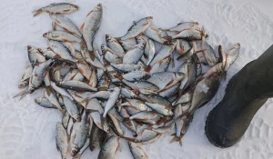 Рыбалка на Алтае.