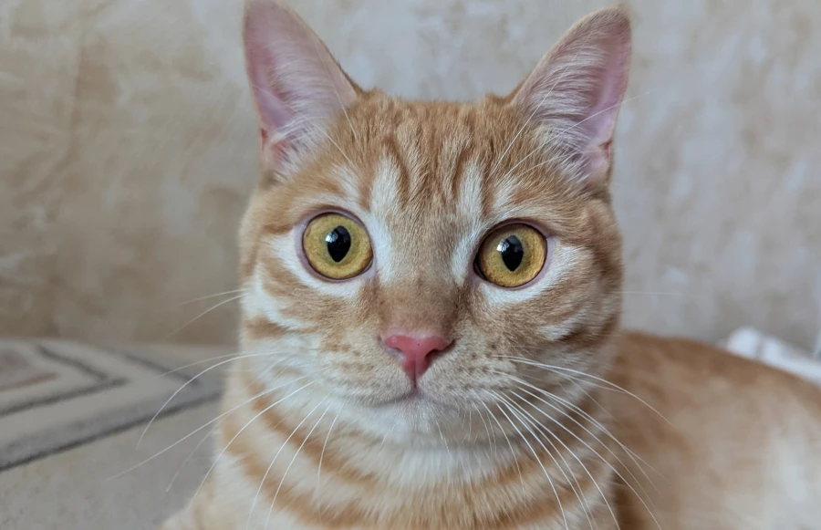 Кот. Кошка.