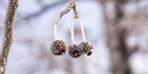 Зима в Барнауле. Мороз.