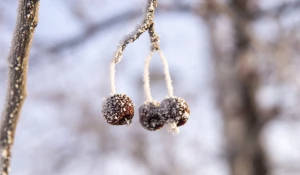 Зима в Барнауле. Мороз.