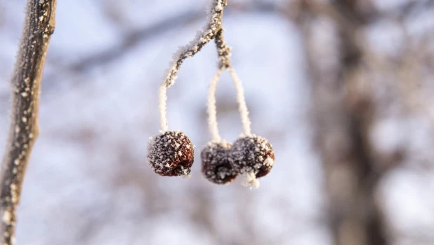 Зима в Барнауле. Мороз.