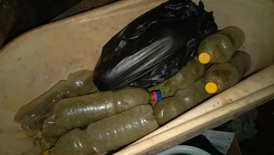 Сушеная конопля.