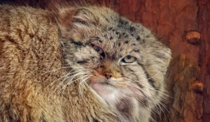 Манул Пепе.